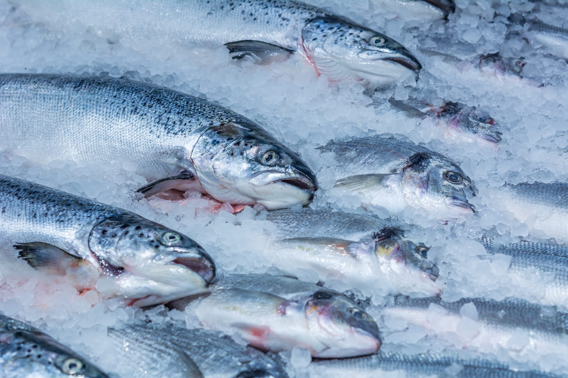 Frozen and Chilled Fish